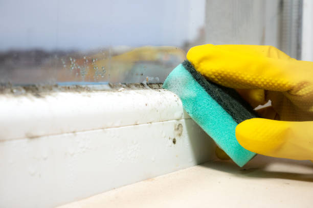 Best Residential Mold Removal  in Freeport, NY