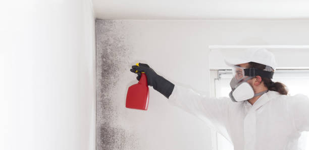 Best Residential Mold Removal  in Freeport, NY