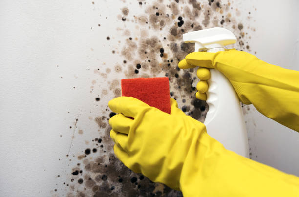 Best Residential Mold Removal  in Freeport, NY