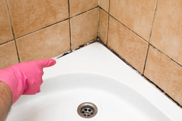 Best Residential Mold Removal  in Freeport, NY